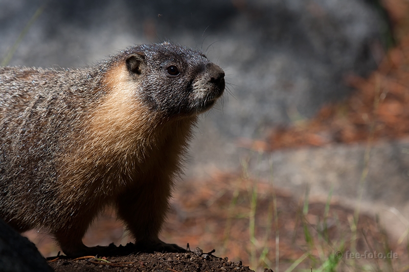 Murmeltier im Yosemite NP
